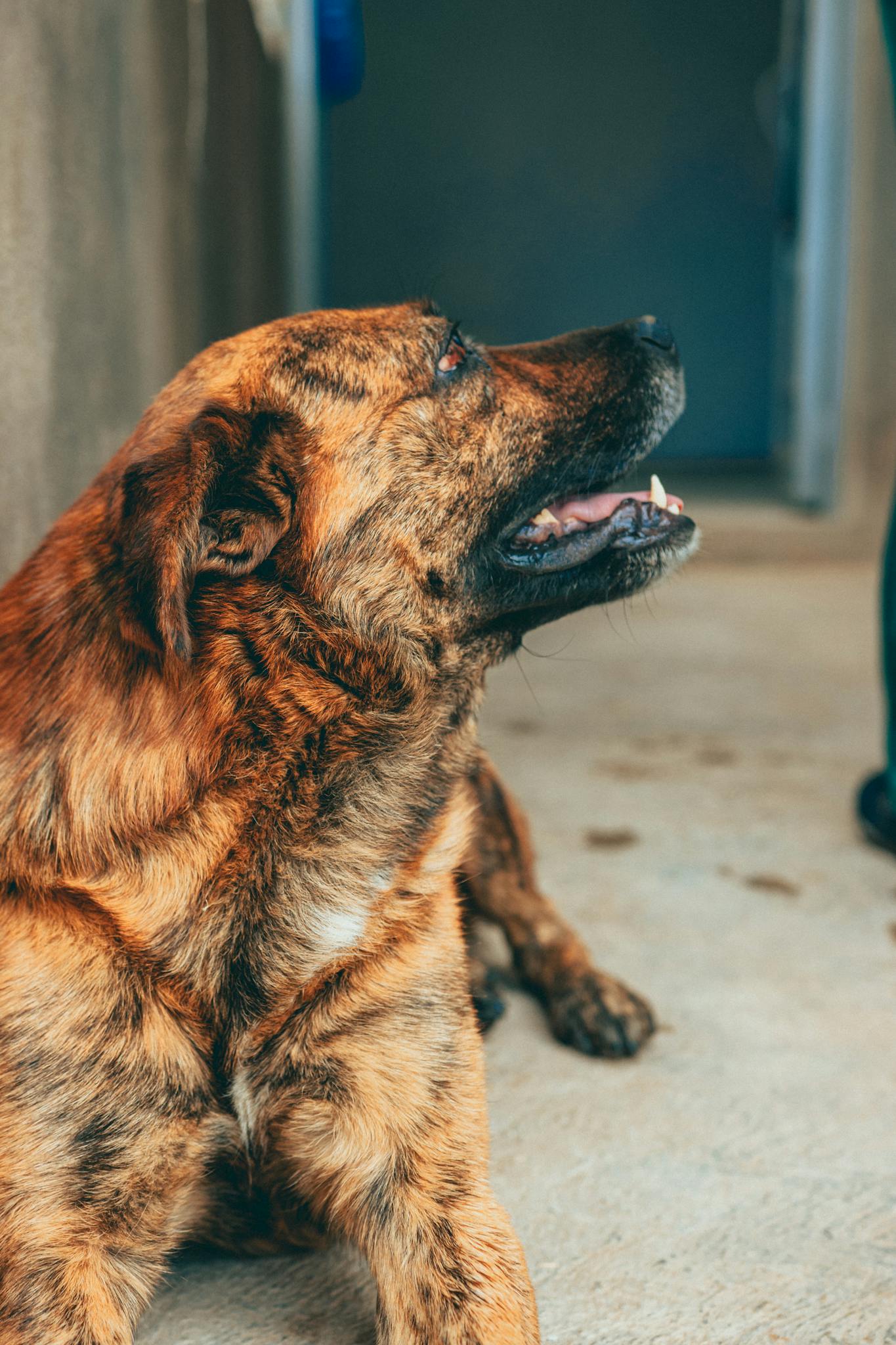 Close-up of a brindle dog sitting casually indoors in El Oro de Hidalgo, Mexico.