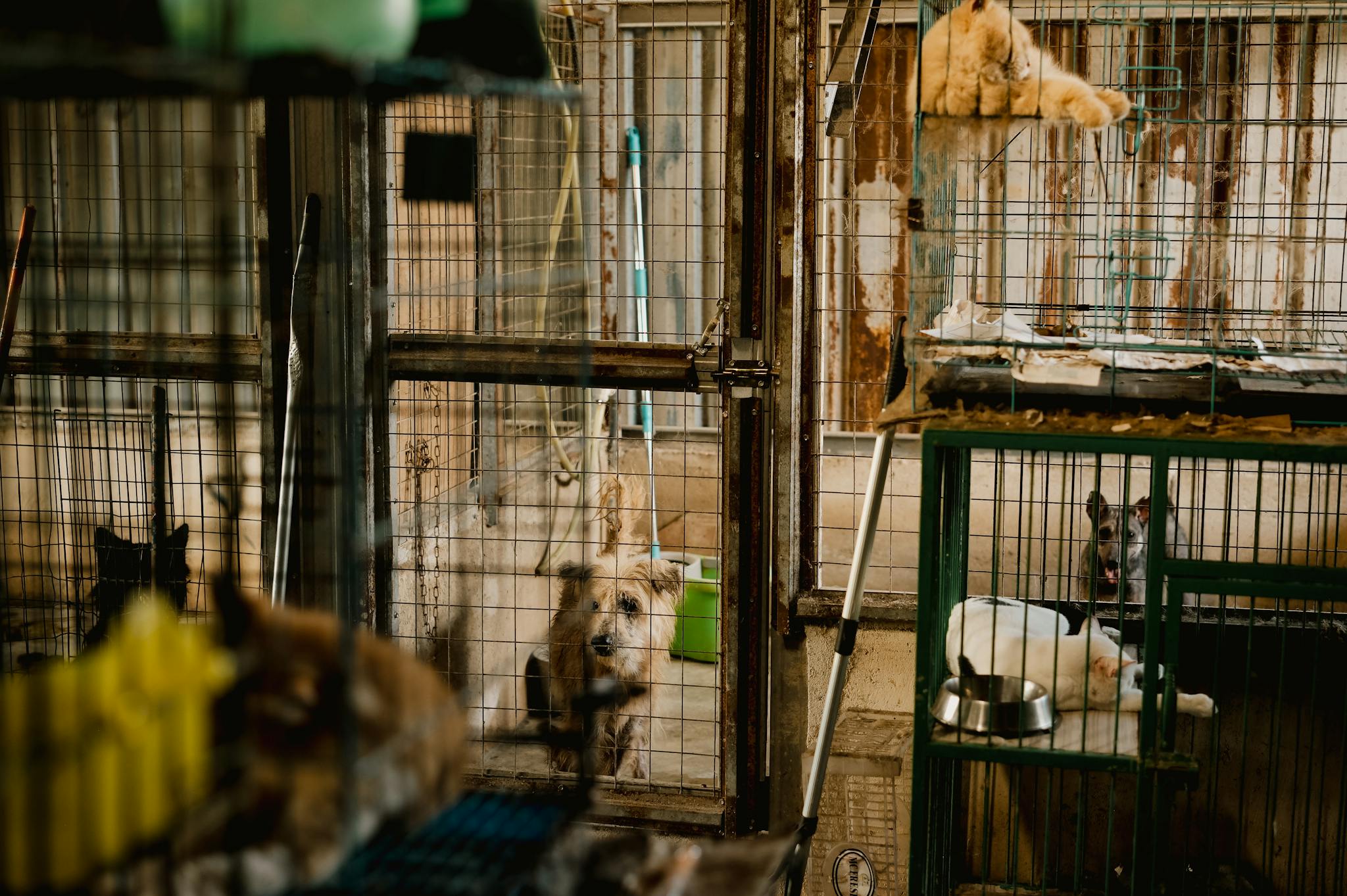 Heartfelt image of dogs and cats waiting for adoption in a shelter's cages.